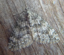 Autumn Green Carpet (Chloroclysta miata)