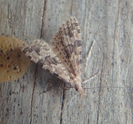 Many-plumed Moth (Alucita hexadactyla)