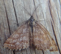 Common Heath (Ematurga atomaria)