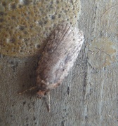 Common Flat-body (Agonopterix heracliana)