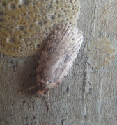 Agonopterix heracliana