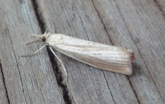 Blek nebbmott (Agriphila straminella)