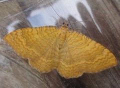 Yellow Shell (Camptogramma bilineata)