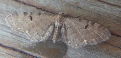 Brun dvergmåler (Eupithecia absinthiata)