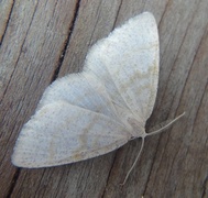 Common Wave (Cabera exanthemata)