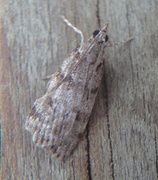 Large Grey (Scoparia subfusca)
