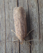 Bryotropha terrella