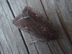 Bright-line Brown-eye (Lacanobia oleracea)