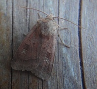 Small Square-spot (Diarsia rubi)