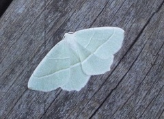 Light Emerald (Campaea margaritaria)