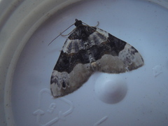 Purple Bar (Cosmorhoe ocellata)