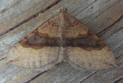 Brun bakkemåler (Scotopteryx chenopodiata)