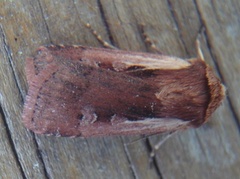 Flame Shoulder (Ochropleura plecta)