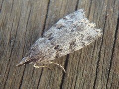 Little Grey (Eudonia lacustrata)