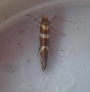 Oreblomstmøll (Argyresthia goedartella)