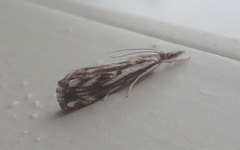 Chequered Grass-veneer (Catoptria falsella)