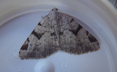 The V-Moth (Macaria wauaria)