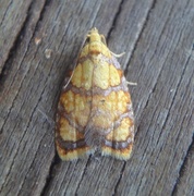 Yellow Rose Button (Acleris bergmanniana)