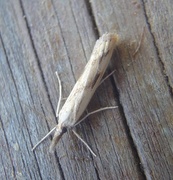 Barred Grass-veneer (Agriphila inquinatella)