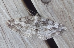 Mottled Beauty (Alcis repandata)