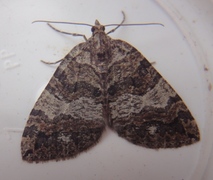July Highflyer (Hydriomena furcata)
