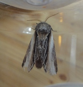 Swallow Prominent (Pheosia tremula)