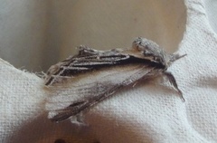 Swallow Prominent (Pheosia tremula)