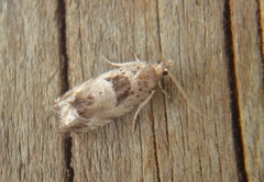 Small Birch Bell (Epinotia ramella)