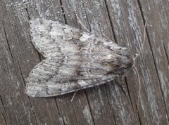 Great Brocade (Eurois occulta)