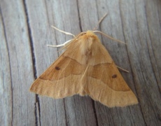 Bølgemåler (Crocallis elinguaria)