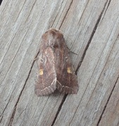 Bright-line Brown-eye (Lacanobia oleracea)