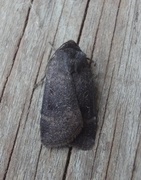 Lesser Yellow Underwing (Noctua comes)
