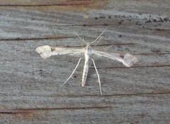 Triangle Plume (Platyptilia gonodactyla)