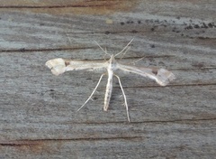 Hestehovfjærmøll (Platyptilia gonodactyla)