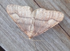 Vårfrostmåler (Agriopis marginaria)