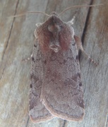 Red Chestnut (Cerastis rubricosa)