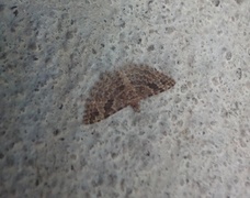 Many-plumed Moth (Alucita hexadactyla)