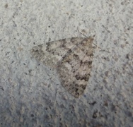 Autumn Green Carpet (Chloroclysta miata)