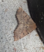 Scalloped Hazel (Odontopera bidentata)