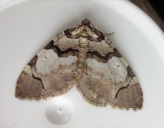 The Streamer (Anticlea derivata)