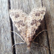 Many-plumed Moth (Alucita hexadactyla)
