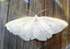 Common White Wave (Cabera pusaria)