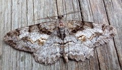 Mottled Beauty (Alcis repandata)