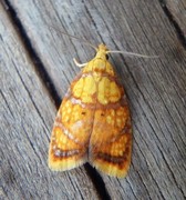 Yellow Rose Button (Acleris bergmanniana)