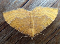 Yellow Shell (Camptogramma bilineata)