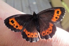 Arran Brown (Erebia ligea)