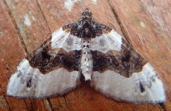 Purple Bar (Cosmorhoe ocellata)