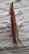 Ypsolopha nemorella