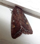 Bright-line Brown-eye (Lacanobia oleracea)