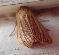 Brungult gressfly (Mythimna impura)